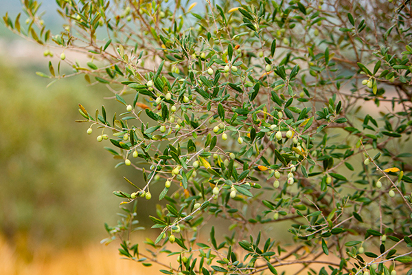 Oliveres