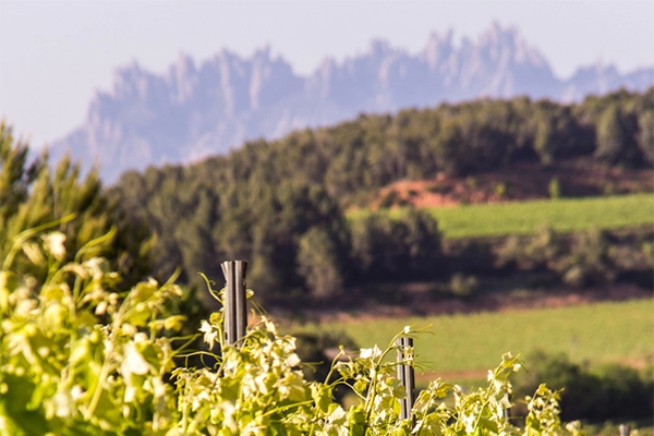 Portes obertes cellers cava