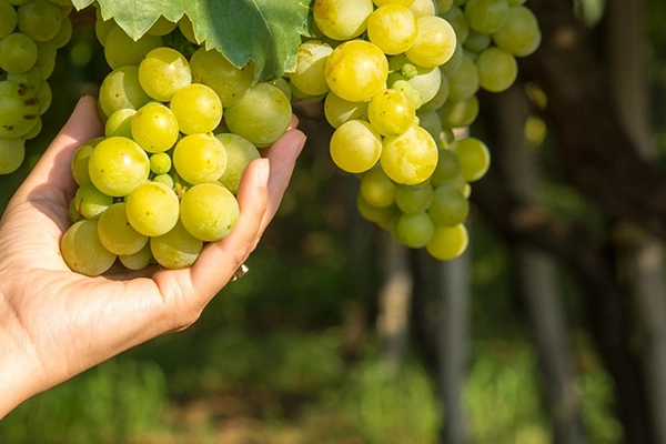 Verema del cava 2026