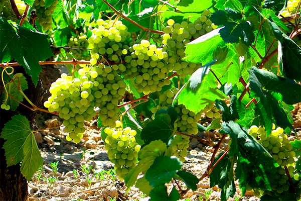 DO Penedès